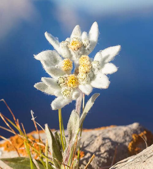 La petite étoile des montagnes vous souhaite la bienvenue